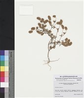 藏品(兔足三葉草)的圖片